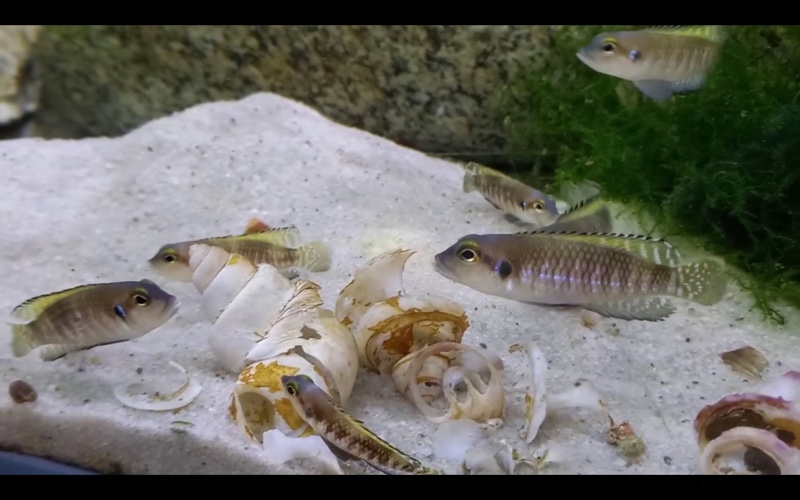 Lamprologus speciosus 'Bilila (Kavala) Island'